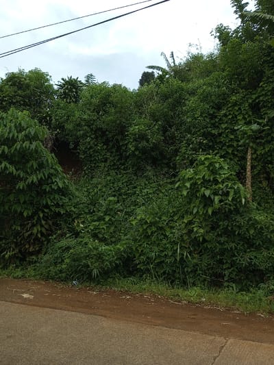 The image depicts a roadside or embankment area in Kandenuwara, Sri Lanka. In the foreground, a paved surface, likely a road or path, occupies the lower-left, transitioning to a strip of reddish-brown earth and sparse green grass along the bottom-center and right. The midground and background are dominated by a densely vegetated, overgrown hillside or natural bank, featuring various green tropical plants, shrubs, and vines. Exposed reddish-brown soil is visible within the vegetation approximately one-third of the way from the left edge. A slender, light-colored tree trunk, possibly a papaya, stands vertically on the far right within the dense foliage. The upper portion of the scene reveals a light grey, overcast sky. Two dark, parallel utility lines extend horizontally across the upper sky. No individuals, animals, or specific actions are visible.