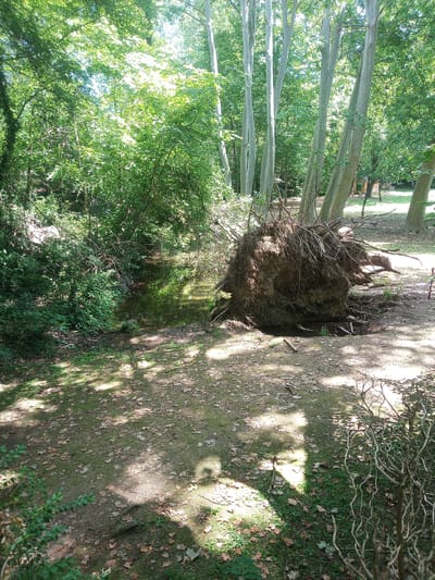 The image depicts a wooded area with a stream and a large uprooted tree. The fallen tree, with its exposed root ball, is a prominent feature in the foreground. Sunlight filters through the dense green foliage, casting dappled shadows on the ground, which is covered with leaves and moss. The stream appears calm and reflects the surrounding greenery. In the background, a line of tall, slender trees stands vertically, their trunks light-colored. The overall scene suggests a natural, somewhat wild environment within a city park. The location is identified as the city of Olot, Spain.