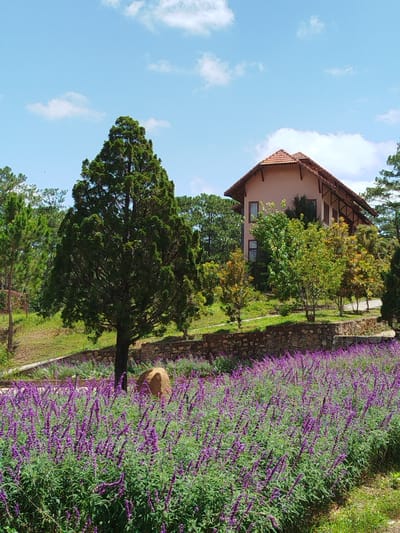 The image depicts a serene outdoor scene at a residence in the city of Lac Duong, Vietnam. In the foreground, a dense field of vibrant purple flowers stretches across the frame, with lush green foliage beneath. A large, dark-barked tree with dense green foliage stands prominently to the left of the frame, partially obscuring a stone retaining wall that separates the flower bed from a sloping grassy area behind it. Beyond the retaining wall, a two-story house with a reddish-brown tiled roof and light-colored walls is visible amongst a scattering of trees and foliage. The house features dark-framed windows and a prominent gabled roofline with exposed wooden beams. The sky above is a clear blue, dotted with a few wispy white clouds. The overall impression is one of a peaceful, well-maintained property set within a natural, green environment.