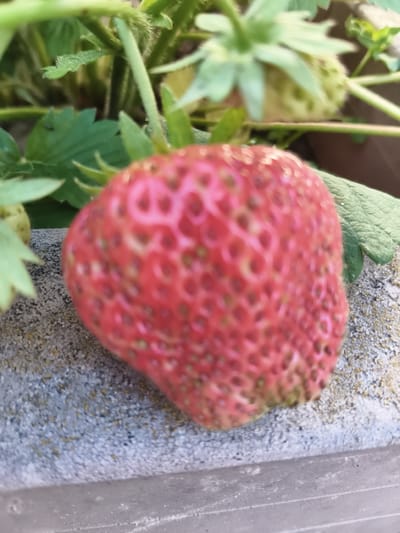 A close-up, slightly blurry image shows a ripe red strawberry resting on a textured, gray concrete ledge. The strawberry is the dominant subject, with its seeds clearly visible as small dark specks embedded in the red flesh. In the background, out of focus, are green strawberry leaves and stems, suggesting the strawberry is still on the plant. There is no indication of the city of Yur'evo, Russia, in the image.