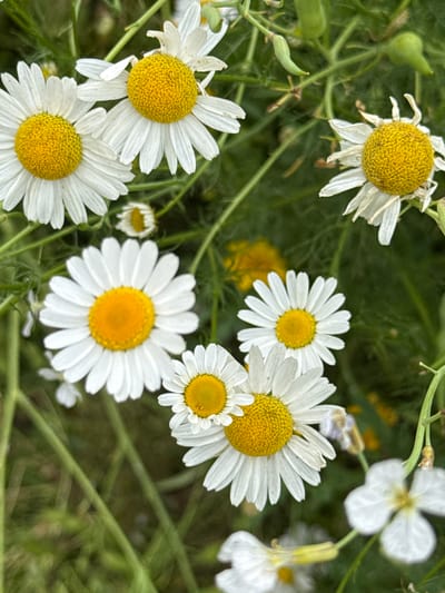 This is a close-up, vertical, eye-level shot of several daisies with bright yellow centers and white petals, interspersed with green foliage. The daisies are in varying states of bloom, with some appearing fresh and others showing signs of wilting. Several small green seed pods are visible on stems in the background, along with some out-of-focus yellow flowers. The overall scene suggests a natural, uncultivated setting. There are no people or man-made objects in the frame. The image composition is dense with floral elements, creating a soft and organic feel. The light appears to be natural daylight, illuminating the flowers from above and slightly to the side.