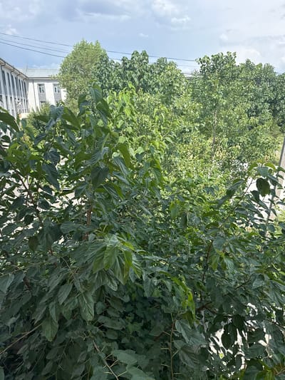 An outdoor, eye-level shot captures a lush canopy of green foliage, primarily leaves and branches of a tree or trees, dominating the foreground. The leaves are a deep green and appear dense, with some lighter green variations visible. Branches, some thin and brown, are interspersed throughout the greenery.
In the background, a light-colored building with multiple windows and a sloped roof is visible. The building appears to be an institutional or residential structure. Further back, several large trees with full canopies of green leaves create a dense forest-like appearance. The sky above is partly cloudy, with visible white clouds against a lighter sky. Thin black wires stretch across the upper portion of the image, suggesting the presence of power lines or communication cables.
The image is located in Parkent, Uzbekistan. The scene depicts a natural environment with a man-made structure in the background, suggesting an urban or suburban setting where greenery is prevalent. No people or animals are visible in the frame. The lighting suggests it is daytime, with diffused sunlight filtering through the clouds.