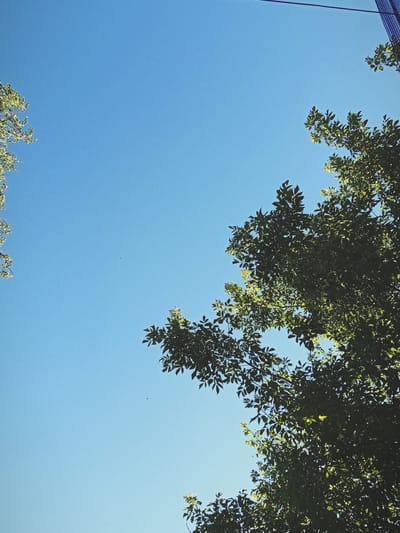 The image shows a clear blue sky with a few trees with green leaves in the foreground. A dark, thin line is visible in the upper right corner, possibly a wire or cable, with a mesh-like structure below it. There is a small, dark object in the sky, which could be a bird or insect. The perspective is looking upwards from ground level. The location is Oktyabrskiy, Russia.