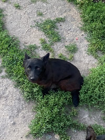A black dog with amber eyes is looking upwards and to the left. The dog is partially surrounded by green vegetation and is on a dirt or gravel surface. The image appears to be taken outdoors, possibly in a rural or suburban area. There is a hint of another dog in the lower right corner of the image. The location is identified as Rozkvit, Ukraine.