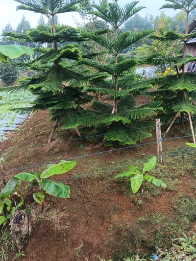 This media file captures a sloped, verdant landscape in what appears to be an agricultural or garden setting, likely in Nipa, Papua New Guinea. The foreground is dominated by several mature conifer trees, resembling Norfolk Island Pines, with their distinctive tiered branches laden with dense green needles. These trees are planted on the side of a brown, earthy incline, with some appearing to be supported by wooden stakes.
Further down the slope, two young banana plants with broad green leaves are visible, indicating a tropical climate. One banana plant is next to a decaying tree stump. The soil is exposed in many areas, showing its reddish-brown color, and patches of moss or small ground cover cling to the less disturbed sections. A simple fence made of a wooden post and several blue wires runs horizontally across the midground.
In the background, beyond the conifer trees, is a tilled field or garden plot with rows of small, green cultivated plants, possibly vegetables, covered partially by white plastic sheeting. The overall landscape features dense natural greenery, including distant trees and hints of yellow flowers on the right side. A small, rustic structure, possibly a hut, can be faintly seen among the distant trees on the far right. The sky appears overcast or hazy, suggesting either an early morning, late afternoon, or generally cloudy day, with soft, diffused lighting. No people or visible text are present in the image.