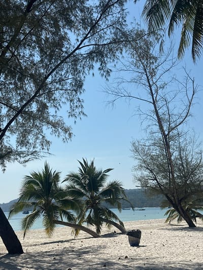 A beach landscape presents a scene of tropical tranquility. Palm trees lean over a sandy shore, their fronds casting shadows on the ground. A few boats rest on the water. On the left, the sky is partially obscured by lush tree branches with a clear blue sky above.