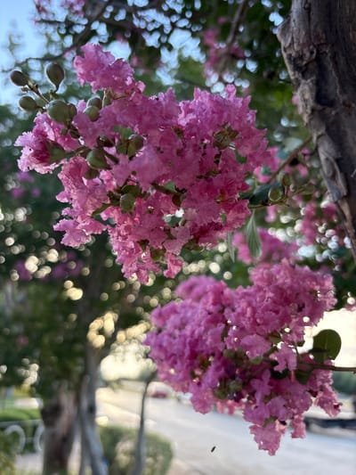 A cluster of bright pink crepe myrtle flowers hang from a branch, with some developing seed pods visible. The flowers are in sharp focus, while the background is blurred with bokeh circles of light and greenery. A tree trunk with rough bark is visible to the right of the flowers. In the lower middle of the image, a small insect is captured in flight. The background suggests an outdoor setting, possibly a park or street in Sonora, United States, with hints of a road and buildings.