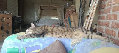 In a rustic, outdoor setting, likely a porch or patio area in Ivanovskaya, Russia, a tabby cat is captured in a deep slumber. The cat, stretched out lengthwise, is lying on a blue and green patterned cushion, its body a mosaic of brown, black, and grey stripes. Its eyes are closed, and its front paws are extended forward, one resting slightly on the edge of the cushion. Behind the cat, a swing set with a grey and white patterned seat is visible, partially covered by a light-colored canopy. To the left, a wooden cabinet with circular cutouts stands against a textured wall, and a grill with stacked firewood is positioned behind it. To the right, a stack of red bricks and a cardboard box with the text "MHQ" are prominent features. A metal grate door and wooden poles leaning against a brick wall complete the scene. The natural light suggests it's daytime. The overall impression is one of peaceful relaxation and a quiet, lived-in outdoor space.