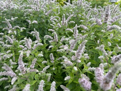 The image is a close-up, high-angle shot of a dense patch of flowering mint plants. The mint is in bloom with many small, pale purple to white flower spikes. The leaves are green and somewhat fuzzy, and many have water droplets on them, suggesting it may have recently rained or been watered. The background is filled with more of the same plants, creating a textured, natural scene. There are no people or man-made objects visible. The image does not provide any information about the city of Slavenka, Russia.
