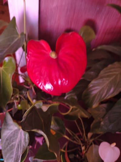 An anthurium plant is shown in close-up. The plant has a prominent heart-shaped, bright red spathe with a yellow spadix. Several large, glossy, green leaves are visible, some with prominent veins. The background is out of focus and appears to be a reddish-brown wall or wooden surface, with a lighter pinkish-white area to the left, possibly a wall or curtain. The lighting creates a warm, slightly pinkish hue across the image. The scene is indoors, suggesting it is a houseplant. The image was taken in Novolativka, Ukraine.