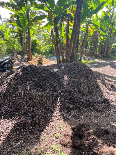 This image captures an outdoor agricultural scene, likely in Aghalokpe, Nigeria, dominated by a very large, dark pile of small, oval-shaped objects spread across the ground. These objects strongly resemble palm kernels or similar harvested produce, suggesting an active processing or drying area. The pile extends from the foreground into the midground, with strong sunlight illuminating parts of it and casting distinct shadows from nearby trees.

In the background and along the left side of the frame, numerous banana trees or similar large-leafed tropical plants are visible, creating a lush, green environment. Their tall, slender trunks and broad leaves are well-lit by the bright daytime sun, which filters through the foliage. The ground beneath the pile and around the trees is dirt, with some scattered dry plant material and sparse green sprouts. A small section of a vehicle, possibly a motorcycle or scooter, can be seen in the bottom left corner of the image. The scene suggests a busy agricultural period, possibly harvesting and drying produce in a tropical climate. No people or discernible text are visible. The bright sunlight indicates it is daytime, likely morning or afternoon.