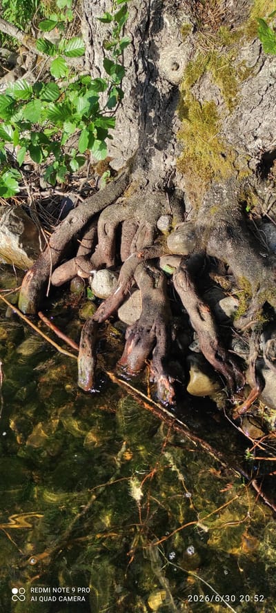 In Hartola, Finland, the image captures the exposed roots of a large tree extending into the clear, shallow water of a stream or lake. The roots are a rich brown, twisting and turning as they grip the rocky bank. Small pebbles and larger stones are visible both on the bank and submerged in the water. Green foliage, likely undergrowth or young saplings, grows near the base of the tree, adding a vibrant contrast to the earthy tones of the roots and bark. The water is slightly murky, with sunlight filtering through, illuminating the underwater environment and creating ripples on the surface. The bark of the tree is rough and textured, with patches of moss clinging to its surface, suggesting a humid and natural environment. The scene is one of natural integration, where the tree's root system has adapted to its proximity to the water, showcasing the resilience and dynamic nature of plant life.