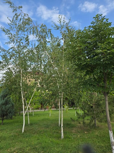 The image shows a park area with lush green grass and several trees under a blue sky with scattered white clouds. In the foreground, there are several birch trees with white bark. To the right, a larger tree with dark green foliage dominates the frame. In the background, a light-colored building with a dark roof is visible behind the trees, suggesting an urban or suburban setting. A dark green conifer tree is also present on the left side of the image. The scene appears to be a calm, outdoor environment.