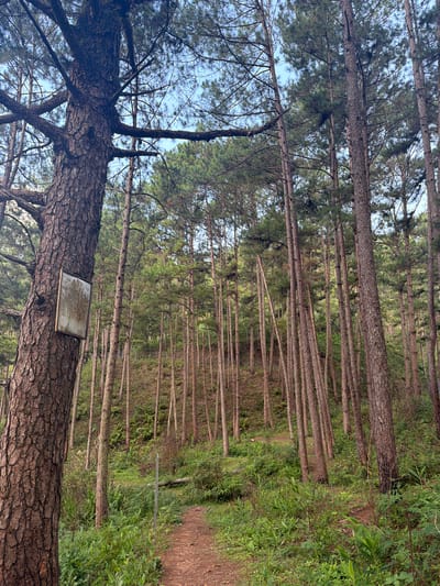 The image depicts a dense pine forest with a dirt path winding through it. In the foreground, a large pine tree trunk has a weathered, rectangular sign attached to it. The sign is white with some brown staining and a metallic frame. The surrounding forest consists of numerous tall, slender pine trees with green needles and rough, brown bark. The ground is covered with lush green undergrowth, including ferns and other plants. The sky is visible through the gaps in the trees, appearing light blue. The scene appears to be a natural landscape, possibly a park or trail within the city of Păng Tiêng 1, Vietnam, given the context of the prompt. There are no people or animals visible in the image. The overall impression is one of a tranquil, somewhat wild forest environment.