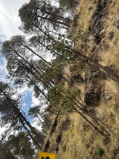 The image shows a forest scene, taken from a low angle, looking upwards. The trunks of numerous pine trees are visible, their branches reaching towards a blue sky with scattered white clouds. The ground is covered in dry grass and shrubbery. A yellow road sign with a black arrow pointing to the left is partially visible in the top right corner. The location is possibly near Popocatépetl, Mexico, based on the landscape and vegetation common to that region.