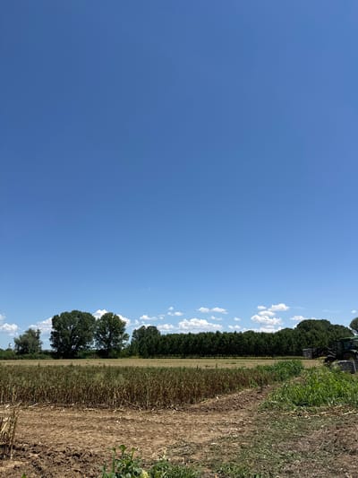 An outdoor, daytime, vertical, medium shot captures a harvested field in Elia, Greece. The foreground features dry soil with some scattered plant debris and a few green shoots. Behind this, a field of harvested crops, appearing dry and brown, stretches across the middle ground. A line of tall, dark green trees forms a dense backdrop, with a few fluffy white clouds scattered in the bright blue sky above. On the right side of the image, a dark green tractor is partially visible, equipped with a loader and bins, suggesting ongoing agricultural activity. A distant structure, possibly a water tower, is faintly visible to the far left. The scene is one of agricultural work in progress under a clear sky.