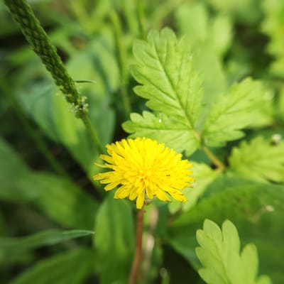 An extreme close-up, eye-level shot showcases a vibrant yellow dandelion in full bloom against a blurred backdrop of lush green foliage. The dandelion's intricate petals are clearly defined, radiating outwards from its central disk. To the left of the dandelion, a spiky green stalk with small yellow florets emerges, its texture rough and segmented. The surrounding leaves exhibit a soft, out-of-focus quality, with some displaying a serrated edge and others appearing smoother. Tiny water droplets glisten on the surface of a leaf in the upper right portion of the frame. The overall impression is one of natural beauty and delicate detail, captured in a shallow depth of field. There are no people or man-made structures visible in the image, and the setting appears to be a natural outdoor environment.