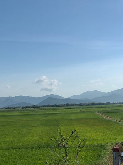 A panoramic landscape scene depicts expansive, verdant green rice paddies under a clear, light blue sky with scattered white cumulus clouds, situated in Ninh Hòa, Vietnam. In the distant background, a series of layered, dark blue and grey mountains stretch horizontally across the frame, with atmospheric haze visible towards their peaks. A narrow band of darker green foliage, indicating a treeline or distant village, separates the mountains from the fields.
The midground is dominated by cultivated rice fields, segmented by narrow, unplanted earthen paths or dikes. One such dike traverses diagonally from the middle-right towards the distant background. Within these fields, five human figures are discernible, small due to distance, positioned across various sections of the paddies and appearing to be engaged in agricultural activity.
In the immediate foreground, a small, sparsely leafed tree branch extends upwards from the bottom center, with a dark-colored bird perched on one of its branches. To the lower right, a red and grey concrete or stone marker post is partially visible. The scene is illuminated by bright, natural daylight.