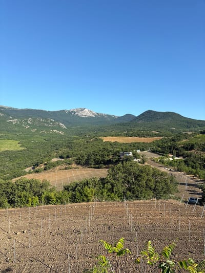 This is a high-angle, landscape photograph taken in Lazurnoe, Ukraine. The scene depicts a vineyard on a hillside under a clear blue sky. In the foreground, rows of young grapevines are planted in brown, tilled soil, marked by thin metal stakes. Beyond the vineyard, there are more cultivated terraces with rows of vines, and in the mid-ground, a mix of tilled land and lush green trees. Several buildings, including a modern house and smaller structures, are visible nestled amongst the trees. The background is dominated by rolling, forested hills, with a more rugged, rocky mountain range in the far distance. A silver car is parked on a dirt track to the right of the frame. The overall impression is one of rural, agricultural land bathed in bright sunlight.
