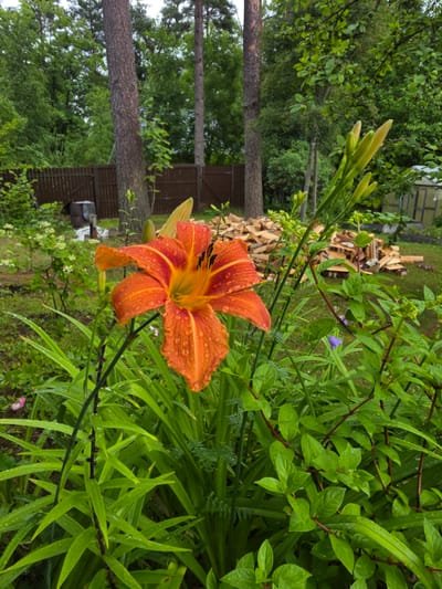 An outdoor, medium shot captures a vibrant orange lily in the foreground, its petals glistening with water droplets. The lily is surrounded by lush green foliage and tall, thin tree trunks. In the background, a wooden fence encloses a yard where a pile of chopped firewood is stacked. Beyond the fence, a small greenhouse is visible, suggesting a residential garden setting. The overall scene appears to be in a natural environment, likely a garden in a suburban or rural area of Orekhovo, Russia. No people are present in the image.