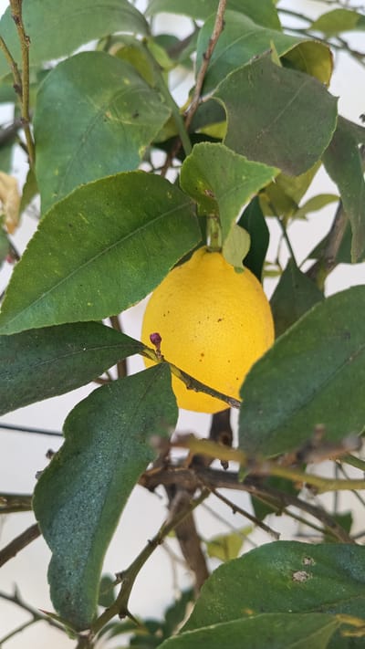 In Stefan Karadzhovo, Bulgaria, a close-up shot captures a ripe yellow lemon hanging from a branch of a lemon tree. The lemon is the central focus, surrounded by vibrant green leaves and the tree's brown branches and twigs. A small, reddish-purple bud is visible on a twig near the lemon. The background is a blurred white, suggesting an outdoor setting with ample natural light. The image emphasizes the natural beauty of the fruit and its growing environment.