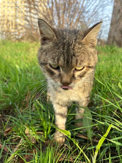 A tabby cat lies in green grass, sticking its tongue out slightly. The cat's fur is a mix of brown and gray stripes. Its eyes are yellow-green. Whiskers are white and prominent. The foreground is filled with dense green grass, while the background shows blurred trees and a building. The image is slightly tilted, with the cat's head angled towards the upper left.