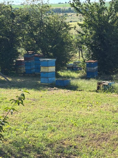 A cluster of beehives is situated in a grassy area amidst trees. The beehives are stacked in varying heights and painted in shades of blue, yellow, and red, with some appearing weathered. The surrounding environment is natural, with a gentle slope in the background, suggesting a rural or semi-rural setting. The lighting indicates it is daytime, likely late morning or early afternoon, with sunlight filtering through the leaves of the trees. The image captures a scene of beekeeping activity or apiary management.