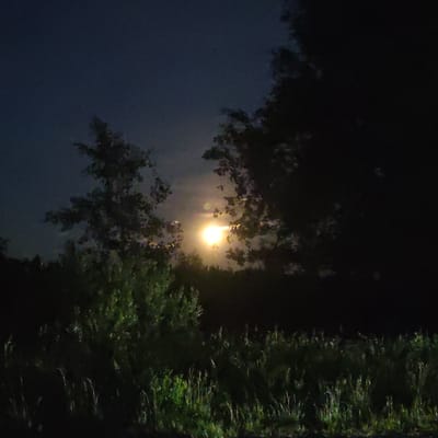 This is a nighttime photograph of a moonlit scene. The moon is visible in the upper center of the image, appearing as a bright, luminous orb partially obscured by trees. The foreground consists of tall grass and foliage, illuminated by the moonlight. Dark silhouettes of trees frame the moon on both sides, with some foliage visible on the left and right edges of the frame. The sky is dark blue, suggesting the presence of night. The image depicts a natural outdoor environment, likely a rural or park area, within or near the city of Akseonovo, Russia. There are no people or animals visible in the photograph. The overall atmosphere is serene and nocturnal.