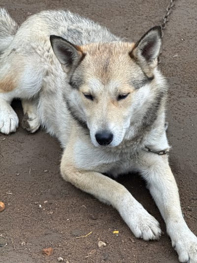A medium-sized, light-colored dog with dark markings around its eyes and ears is lying down on dark, sandy soil. The dog appears to be a husky or shepherd mix. It is wearing a metal chain collar around its neck. The dog's eyes are partially closed, and its head is resting on its front paws. The ground is mostly dirt with some small pebbles and a few pieces of straw. There is a hint of a metal chain extending from the collar upwards, suggesting it is tethered. The setting appears to be outdoors, possibly a yard or a rural area, though no specific city landmarks or buildings are visible. There are no people present in the image.