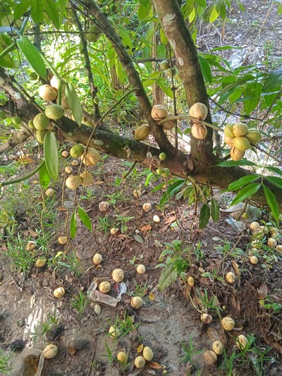 This image depicts a cluster of ripe duku fruits on a tree branch in Bora, Indonesia. The fruits are light green to yellow, round, and clustered together. Some fruits have fallen to the ground, scattered among fallen leaves and vegetation. The tree has a thick, rough-barked trunk and branches. The environment appears to be a natural outdoor setting, possibly a garden or orchard, with dense foliage and sunlight filtering through the leaves.