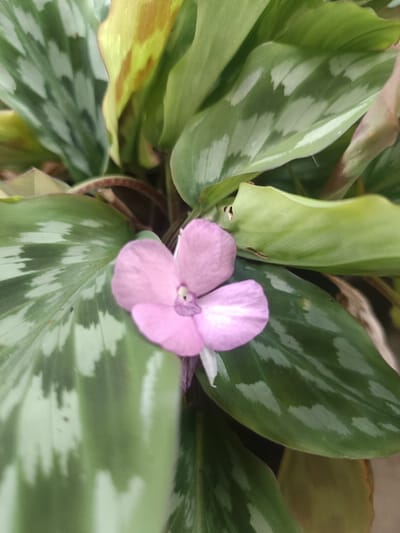 A close-up, top-down view depicts a plant with a single, four-petaled flower, pink to light purple in color, centrally located with a darker purple stigma. The flower is positioned slightly below the image's vertical center. Surrounding the blossom are multiple broad, ovate leaves characterized by a dark green base color and distinct lighter green or silvery-white variegation in a patterned formation. Some leaves exhibit minor browning or yellowing along their edges, and one leaf displays small holes. Dark reddish-brown leaf stems are partially visible at the base of the foliage. The background is composed of out-of-focus green leaves of the same plant. The scene is located in Ouderkerk aan de Amstel, Netherlands.
