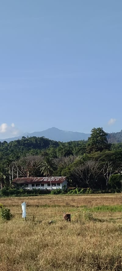 The image depicts a rural landscape in the vicinity of Bateiiliek, Indonesia. In the foreground, a field of dry, golden grass stretches across the frame. Within this field, a white object, possibly a scarecrow or marker, stands upright on the left, partially obscured by a light blue plastic covering. To the right of the field, a dark, rectangular object with a metal pole protruding from it is visible, resembling a small structure or marker.
Further back, a white building with a rusted, corrugated metal roof is situated amidst lush vegetation. The building appears to be a single-story structure with multiple windows running along its facade. Surrounding the building are various trees, including palm trees and other leafy foliage.
In the background, a dense, green forest covers rolling hills, and beyond that, a mountain range with a misty peak rises against a clear blue sky. The overall scene is one of natural beauty and agricultural activity, with a clear demarcation between the cultivated field and the surrounding wilderness.