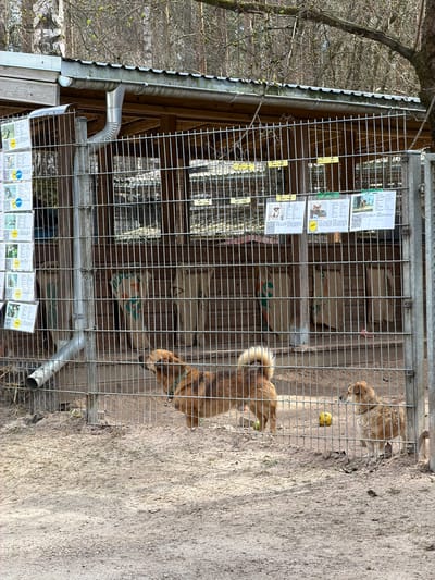 The image depicts a dog enclosure at a location in Līči, Latvia. The enclosure is constructed of metal wire mesh. A wooden structure with a sloped roof and a drainage system is adjacent to the enclosure. Inside the enclosure, there are two medium-sized, tan-colored dogs. One dog is holding a green ball in its mouth. Burlap sacks are visible inside the enclosure. Information cards with text and images, some with QR codes, are attached to the wire mesh. The ground outside the enclosure is dirt. Bare trees are visible in the background.