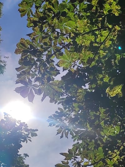 This is a low-angle, upward-facing photograph taken from the ground, looking through the canopy of a horse chestnut tree. The sky is visible above, with scattered clouds and bright sunlight creating lens flare. The leaves of the horse chestnut tree are predominantly green, with some showing yellow and brown discoloration, indicative of seasonal change or a possible health issue. The sun is a strong light source, positioned in the lower left quadrant of the image, and its rays are partially obscured by the leaves and branches, creating a bright, hazy effect. A faint blue lens flare is visible in the upper right quadrant. The scene is set in the vicinity of Квасоўскі сельскі Савет, Belarus, suggesting an outdoor, natural environment, likely a park or a residential area with mature trees. There are no people or specific objects of human construction readily identifiable within the frame, other than implied by the presence of a potentially cultivated tree. The overall impression is one of looking up at a tree canopy against a bright sky on a sunny day.