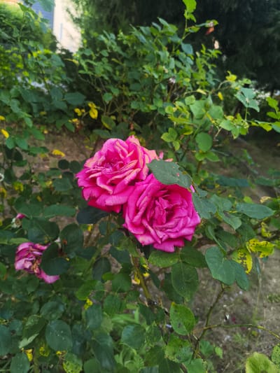 The image captures a close-up view of a rose bush with vibrant pink roses in bloom, set against a backdrop of lush green foliage. Two prominent, fully opened roses are positioned in the upper right quadrant of the frame, their petals a rich fuchsia with hints of lighter pink and yellow on the edges. The detail in the rose petals suggests a gentle, perhaps slightly weathered beauty.
In the lower left of the image, another rose, partially opened and appearing more wilted, adds a touch of depth and contrast to the scene. The surrounding leaves are predominantly a deep green, though some exhibit yellowing, indicative of the changing seasons or natural aging. The ground beneath the bush is a mix of dry soil and scattered leaves, with hints of small green shoots emerging.
The lighting suggests it might be late afternoon or early morning, with soft light illuminating the flowers and leaves. The overall mood is tranquil and natural, highlighting the beauty of the garden. There are no people or discernible objects other than the plants. The setting appears to be an outdoor garden, likely in a residential or public park area, given the presence of a building structure subtly visible in the upper left background, behind the foliage. The location context provided is Pegnitz, Germany, which implies a European garden setting. No text is visible in the image.