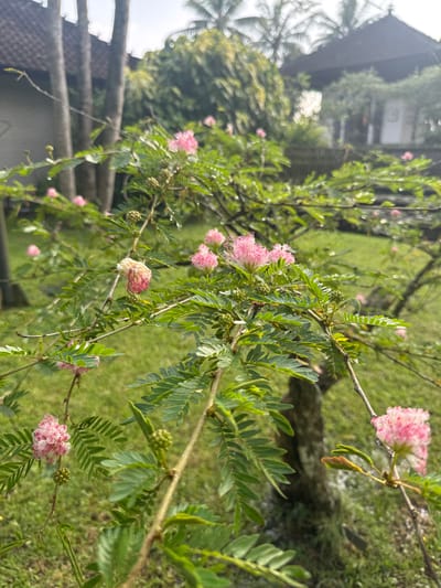 This image presents a close-up view of a flowering plant, likely from the mimosa family, situated in an outdoor garden environment in Bedulu, Indonesia. The foreground is dominated by branches laden with numerous small, green, bipinnately compound leaves and multiple fluffy, pink and white flowers. These flowers are observed in various stages of development, including tight buds, fully open blossoms with visible stamens, and some wilted specimens. Numerous small water droplets are present on the foliage and branches. The midground and background, rendered with significant depth-of-field blur, feature green grass, the trunks of several trees, and two structures with dark, distinctively tiled roofs, consistent with traditional Balinese architecture. Palm trees are also discernable in the blurred background against a bright, diffuse sky. No human or animal subjects are present.
