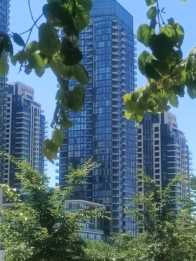 A low-angle, vertical shot captures a cluster of modern high-rise buildings against a clear blue sky, partially obscured by foreground foliage. The buildings are predominantly glass and steel, with repeating balconies and horizontal lines creating a sense of height and uniformity. The tallest building, centrally located, features a blue-tinted glass facade and a white grid pattern formed by the balconies. To its left, another building of similar design is visible, its glass facade reflecting the sky and adjacent structures. To the right, a slightly shorter building with a darker glass facade and white balconies is partially visible. Green trees, with lush leaves, dominate the lower portion of the image and extend upwards, with some branches and leaves hanging into the frame from the top. The scene is set in Mississauga, Canada, likely in a developed urban area characterized by contemporary architecture and green spaces. No people or specific actions are depicted.