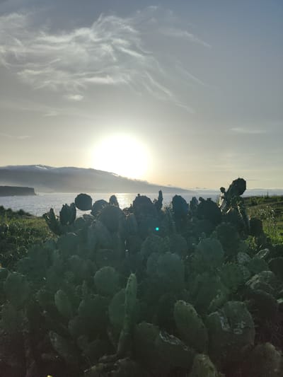 The image depicts a coastal landscape in Ponta Delgada, Portugal, during either sunrise or sunset, with the sun positioned low on the horizon, directly above the ocean. The foreground is dominated by a dense, sprawling mass of dark green prickly pear cacti (Opuntia species), heavily silhouetted against the bright background. Numerous cactus pads, some showing minor white discoloration, are visible, many exhibiting prominent spines.
Beyond the cacti, the ocean surface reflects the intense sunlight, creating a shimmering path of light across the water. To the left, a dark, prominent headland or cliff formation extends into the sea. In the midground, a distant landmass or mountain range stretches horizontally, partially obscured by a thick, low-lying bank of stratocumulus clouds or fog that clings to its upper slopes. The sky above the horizon transitions from a brilliant, overexposed white around the sun to a pale blue-grey, with delicate, wispy cirrus clouds scattered across the upper frame. A distinct blue-green lens flare is present in the lower-left portion of the image, emanating from the bright sun. No individuals or man-made structures are prominently visible.