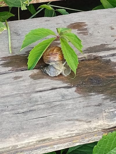 A snail with a brown shell and gray body is resting on a weathered wooden plank. A vine with green leaves arches over the snail, partially obscuring its shell. The wooden plank is laid horizontally across the frame, with visible grain patterns and some wet spots. The background is blurred, with greenery suggesting an outdoor environment. The scene is located in Pavlovsky Posad, Russia.