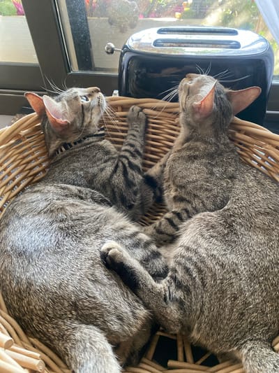 Two domestic short-haired cats are nestled in a round, woven basket. The cats are tabbies with grey and black striped fur. One cat is positioned on top of the other, facing left and looking out of frame towards a window. Its head is tilted upwards, and its ears are perked. The second cat is lying underneath, curled up and mostly obscured by the top cat. Its head is facing right, and its eyes are closed. The basket is made of light-colored wood.
In the background, to the left of the cats, is a shiny black appliance with chrome accents, possibly a toaster. It sits next to a window, through which greenery and hints of pink and yellow flowers are visible. The lighting suggests it is daytime, with natural light streaming in from the window. The overall scene conveys a sense of domestic comfort and tranquility. No visible text is present.