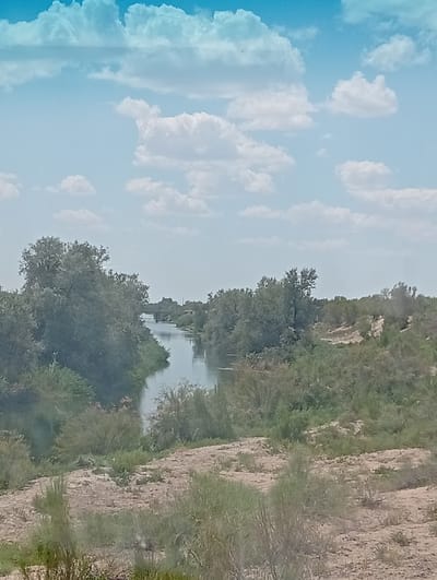 The image depicts a river flowing through a semi-arid landscape. The river is flanked by dense vegetation on both sides, with trees and shrubs dominating the banks. In the distance, a bridge can be seen spanning the river, suggesting the presence of a road or railway line. The sky is a clear blue with scattered white clouds. The overall impression is one of a natural environment, possibly a park or a nature reserve. There are no people or animals visible in the image. The location is described as Karakol, Kazakhstan, which is consistent with the arid landscape and vegetation shown.