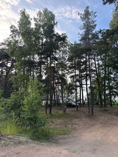 A group of people and vehicles are gathered in a wooded area with a dirt road. Tall pine and birch trees dominate the scene, with a partly cloudy sky overhead. A black SUV is parked on the left side of the road, with its rear hatch open. Several individuals are standing near the vehicle, appearing to interact or be engaged in some activity. The ground is covered in dirt and sparse vegetation, with some dry grass and branches in the foreground. The overall impression is of an outdoor gathering or picnic in a natural setting. The location appears to be a clearing within a forest, possibly a designated rest stop or recreational area.