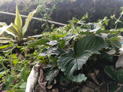 A close-up, ground-level outdoor image taken in Suối Đục, Vietnam, depicts a dense cluster of vegetation. The foreground is dominated by multiple dark green leaves with deeply serrated margins, consistent with strawberry plants, some exhibiting minor damage or irregularities along their edges. These plants emerge from a substrate of dark soil and scattered dried brown leaves. To the left of the main leaf cluster, smaller green herbaceous plants with tiny light-colored flower buds are visible. In the blurred midground to the left, a variegated plant with upright, sword-shaped leaves displaying prominent green and yellow stripes is present. A light-colored pipe or similar linear structure runs horizontally through the background, partially obscured by the foliage. A fragmented piece of white or light grey material, possibly plastic sheeting or fabric, is partially visible on the ground in the right foreground. The overall scene suggests an unmanicured garden or natural ground cover environment. No human or animal subjects are visible.