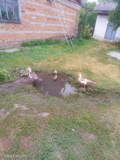 The image depicts a rural outdoor scene featuring a group of ducks and ducklings gathered around a muddy puddle in a grassy area. A brick building with a window is visible on the left, and another building with a blue door is on the right. A metal ladder leans against the brick building. The environment suggests a backyard or farmyard setting in Sestrynivka, Ukraine. The ducks, varying in size and color, are either in the water or on the muddy bank. The grass is overgrown in some areas, and the ground is uneven. The lighting indicates it is daytime, with soft natural light.