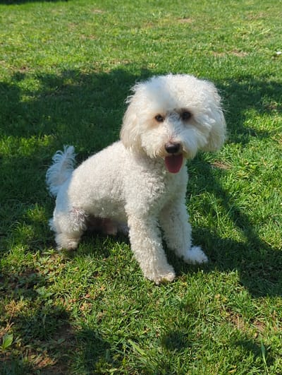 A medium shot captures a white poodle mix sitting on a green lawn. The dog is facing the camera, with its mouth slightly open and tongue visible. The dog's fur is curly and appears somewhat fluffy. The lawn is well-maintained, with some patches of bare earth and small weeds visible. Sunlight casts shadows from unseen trees onto the grass. The scene appears to be a typical outdoor setting in a residential area. The location is in the city of Oryahovo, Bulgaria.
