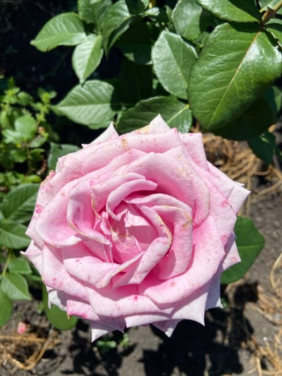 A close-up, high-angle outdoor shot captures a light pink rose in full bloom. The rose's petals are layered in a spiral formation, with some edges showing slight browning and scattered pink spots. The rose is positioned centrally in the frame, with out-of-focus green leaves and dark soil in the background. The lighting suggests a sunny day, creating shadows on the ground. The image was taken in Rozkvit, Ukraine.