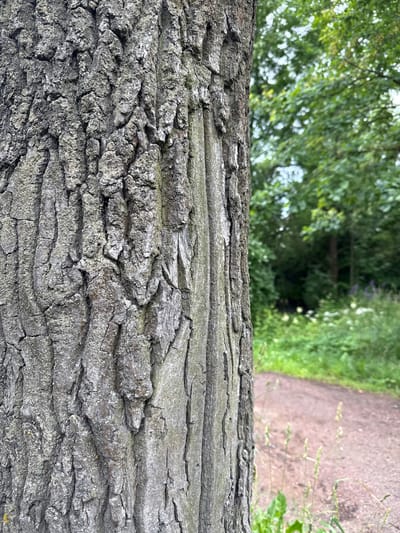The image focuses on the textured bark of a tree trunk, which occupies the left half of the frame. The bark is rough and deeply fissured, displaying shades of gray and brown, with patches of lighter gray lichen or moss. To the right of the tree, a blurred background reveals a path, possibly a dirt or gravel trail, curving into a green, leafy forest. The foliage is dense and lush, suggesting a natural or park-like setting. Small white flowers and some purple wildflowers are visible in the undergrowth along the path, adding touches of color to the scene. The overall impression is one of a tranquil outdoor environment, likely a park or forest edge within Alexandrovskaya, Russia. There are no people or animals visible in the image.