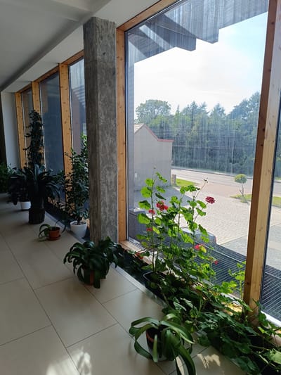 This is a medium-shot, eye-level, exterior view of a building in Czekanów, Poland, featuring a large window with an outdoor scene. The interior of the building is visible along the left side of the frame, with a tiled floor and several potted plants. These plants vary in size and type, including a tall, leafy plant in a dark pot with a textured base, a smaller leafy plant in a white pot, and a plant with long, strap-like leaves in a terracotta pot. A large, gray, concrete-like pillar is prominent in the center of the frame, dividing the interior space from the large window.
Through the window, the outdoor environment is depicted. A paved area with interlocking stones is visible, along with a road and a grassy verge. Trees form a dense line in the background. A light-colored building with a red-tiled roof is partially visible on the left side of the outdoor scene. A single, small, rounded tree stands on the right side of the paved area. In the foreground of the outdoor scene, several red geraniums are in bloom, growing in a long planter. The overall lighting suggests it is daytime, with the sun casting shadows on the tiled floor indoors. No people are visible in the image.