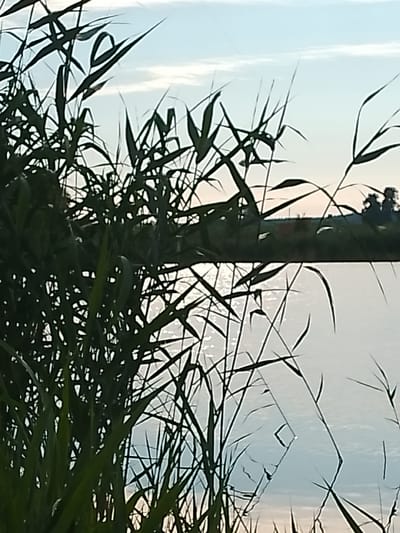 The image depicts a natural scene with reeds in the foreground, silhouetted against a bright sky and a body of water. The reeds are dark green and appear to be a type of tall grass or marsh plant, with long, slender leaves. The sky is a pale blue with some wispy clouds. The water reflects the sky and the reeds, creating a shimmering effect. In the background, a distant treeline with some structures is visible. The overall impression is one of a peaceful, natural landscape. The image's metadata indicates its location as Свіслацкі сельскі Савет, Belarus.
