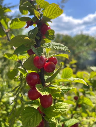 The image shows a close-up of a branch with several red, oval-shaped fruits, likely cherries or similar small fruits. The fruits are clustered together, some partially obscured by bright green, serrated leaves. The branch is dark brown and appears to be growing on a tree or bush. The background is blurred, showing more green foliage and a bright blue sky with scattered white clouds, suggesting an outdoor, sunny environment. There are no people or animals visible in the image. The scene is peaceful and natural, with a focus on the fruit and foliage. The location is specified as Валки, Russia.